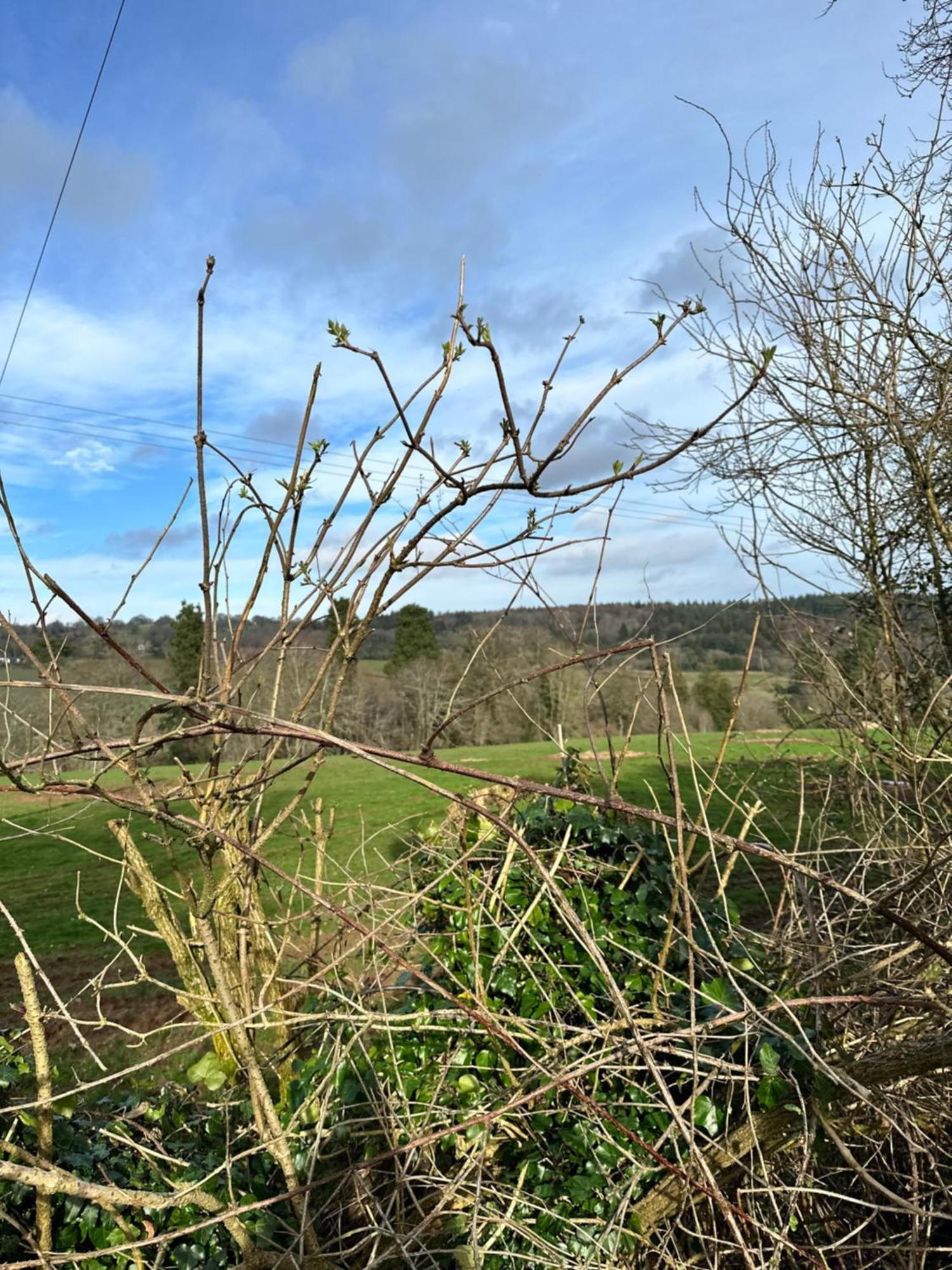 Green Pasture Much Birch Εξωτερικό φωτογραφία